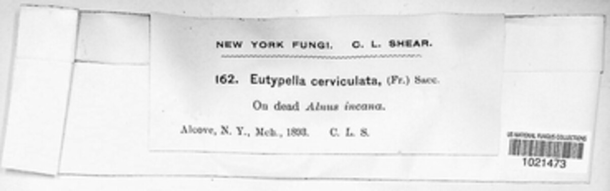 Eutypella cerviculata image